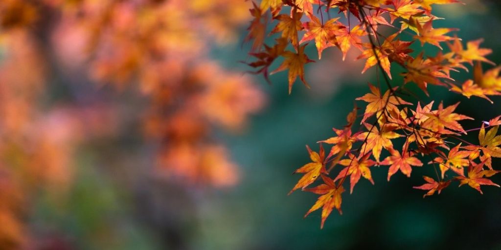 Foto van oranje herfstbladeren.